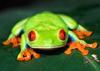 The Tree Frog's Avatar