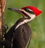 Woody Woodpecker's Avatar