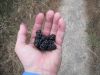 Black Berries At Point Reyes by THE DANGLER in Hammocks