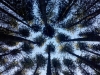 Looking Up From Hammock by DuctTape in Hammock Landscapes