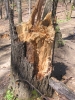Fallen Tree by BillyBob58 in Hammock Landscapes