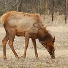BRT Elk by hawghangar in Hammocks