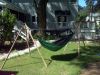 Turtle Dog Stand by Sweeper in Hammocks