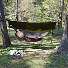 Geo. Washingington National Forest by Go Dogs! in Hammocks