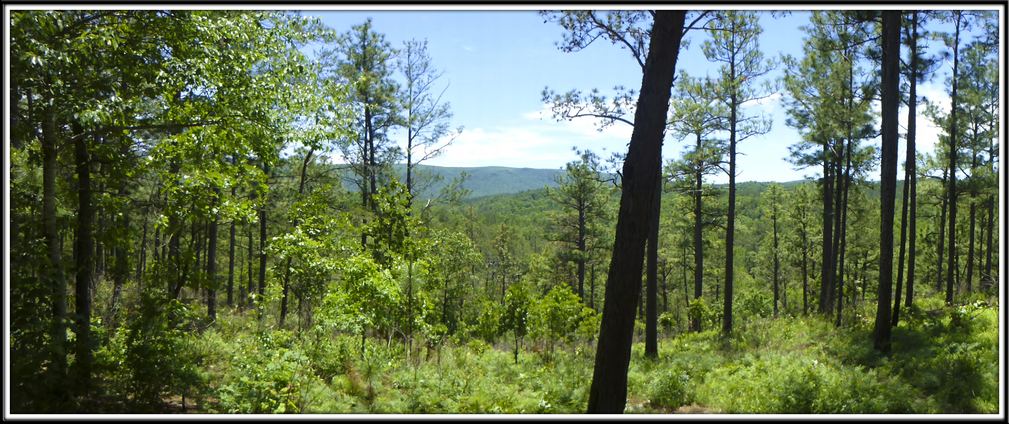 view from cheaha shelter