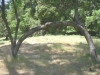 One Tree Hammock Hang by Greg Dunlap in Hammocks